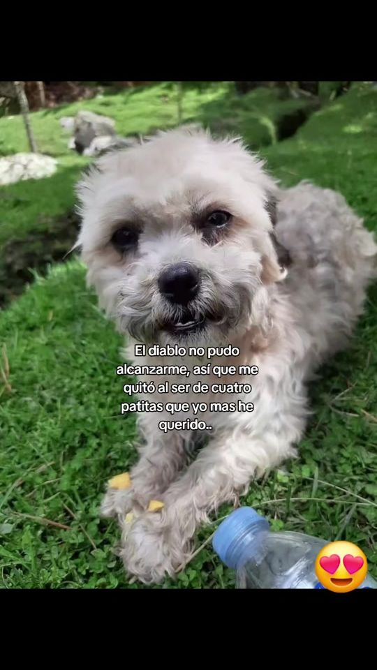 TikTok video thumbnail by violetapadillas