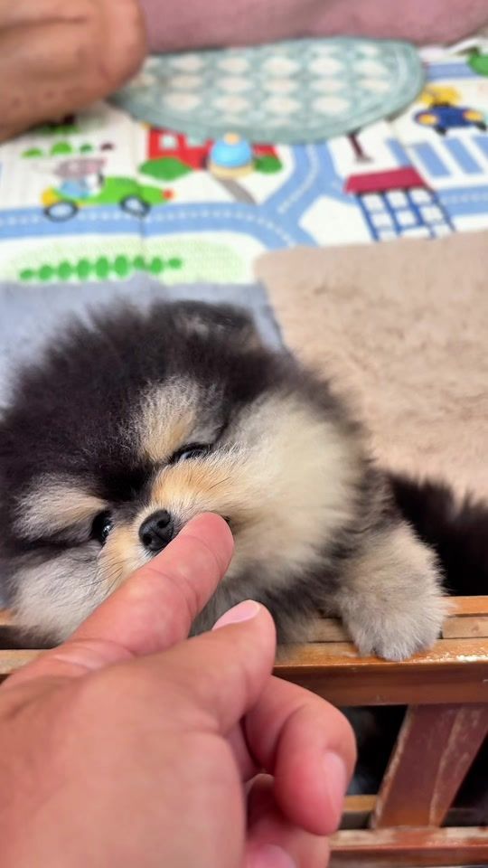 TikTok video thumbnail by cheezepompuppy