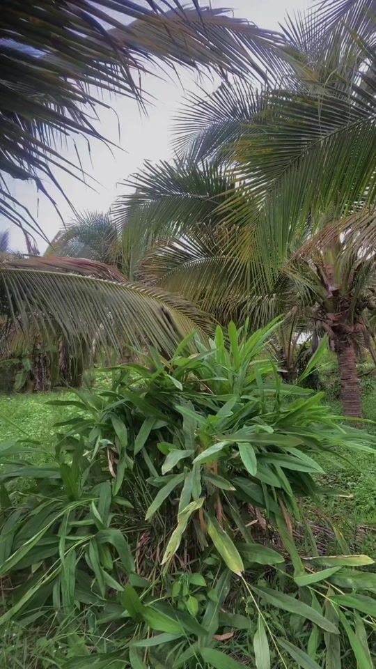 TikTok video thumbnail by vanvan.175.m