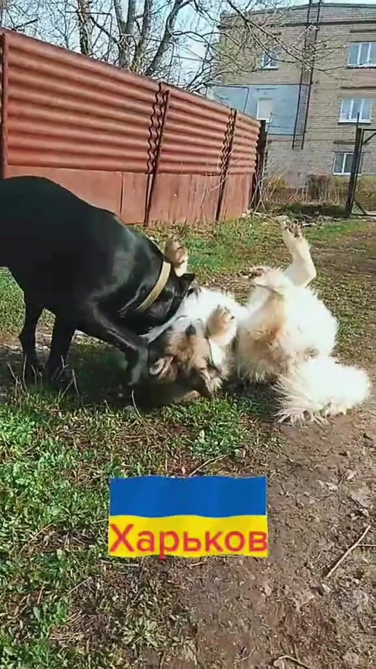 TikTok video thumbnail by kartec123