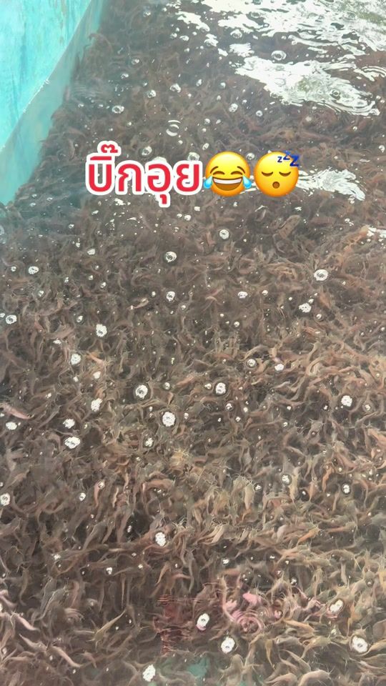 TikTok video thumbnail by big_headed_catfish