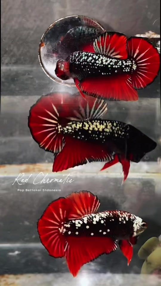 TikTok video thumbnail by popbetta.koi