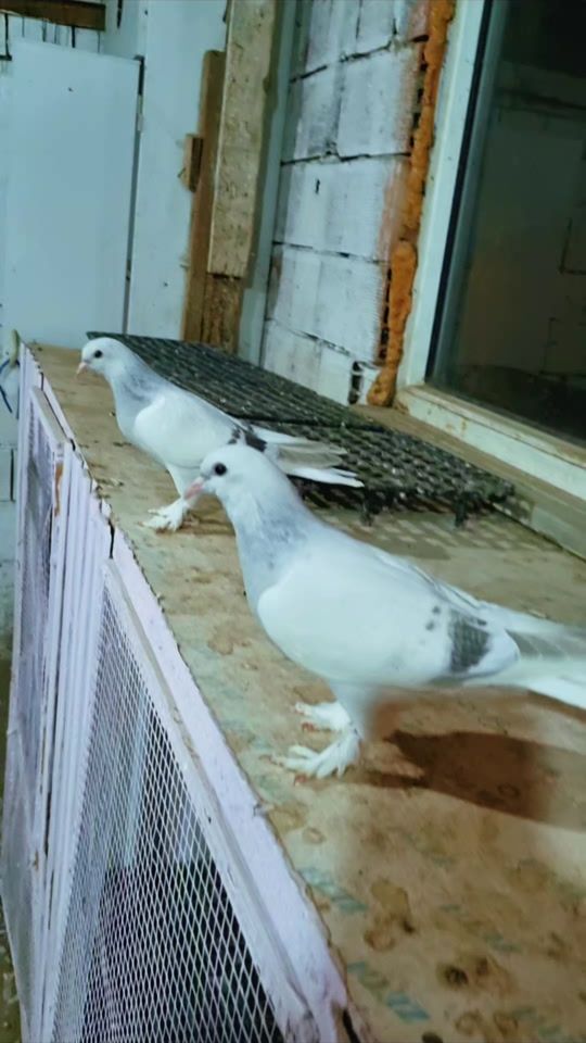 TikTok video thumbnail by izmitsarikir