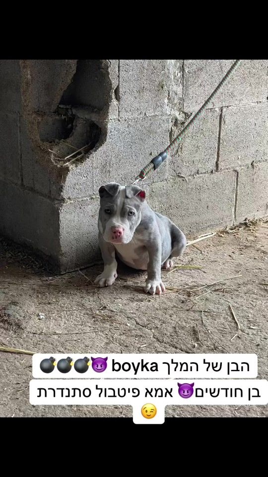 TikTok video thumbnail by boyka.464