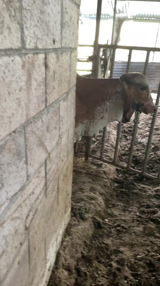 TikTok video thumbnail by hctrabarca