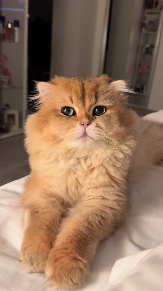 TikTok video thumbnail by 1njla