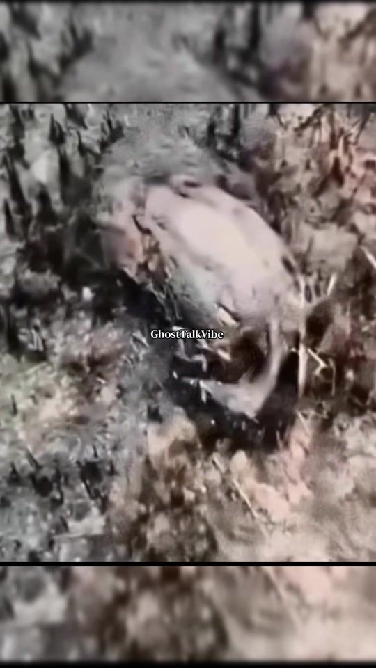 TikTok video thumbnail by ghosttalkvibe_tz
