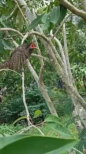 TikTok video thumbnail by khonoffroad