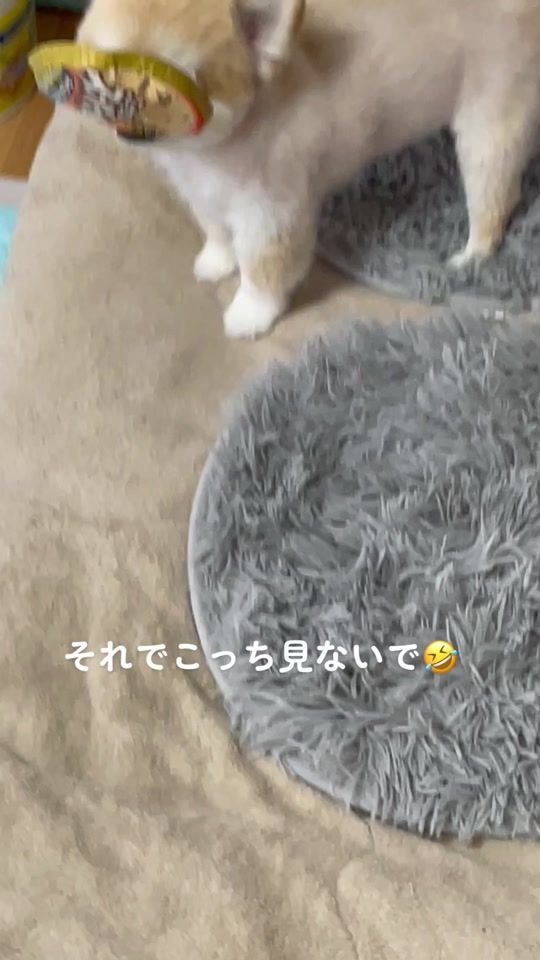 TikTok video thumbnail by kazukazu237