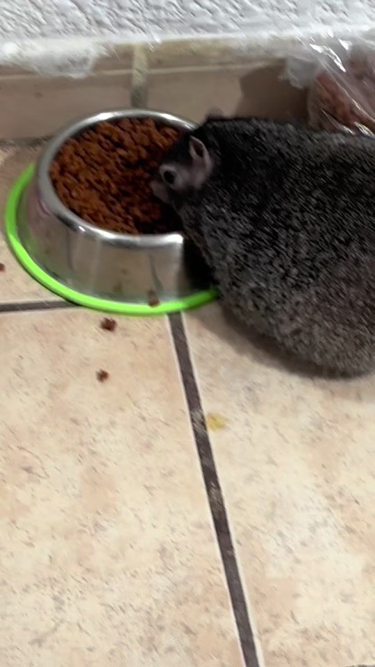 TikTok video thumbnail by pipi_la_ardilla