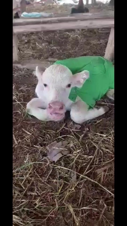 TikTok video thumbnail by t636007