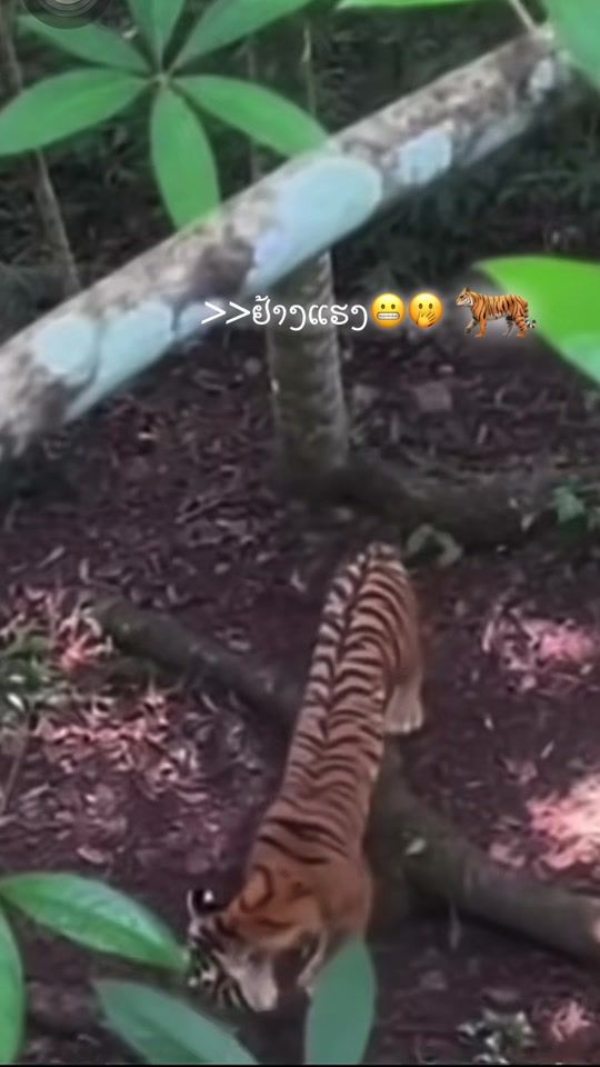 TikTok video thumbnail by dyuc44ybdpms