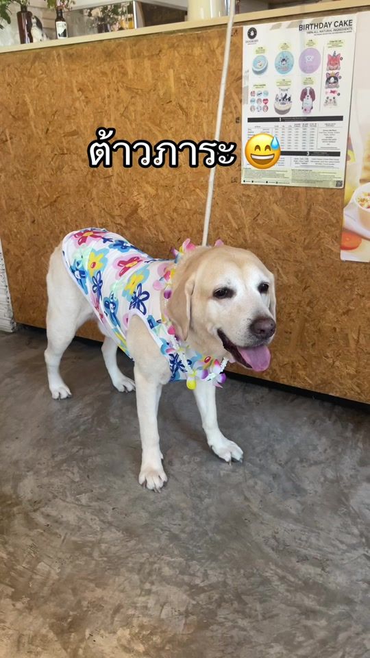 TikTok video thumbnail by balong_dog