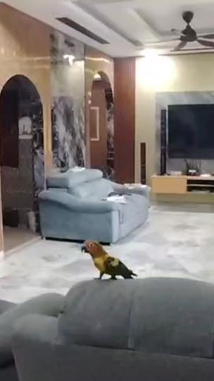 TikTok video thumbnail by jada_exotic