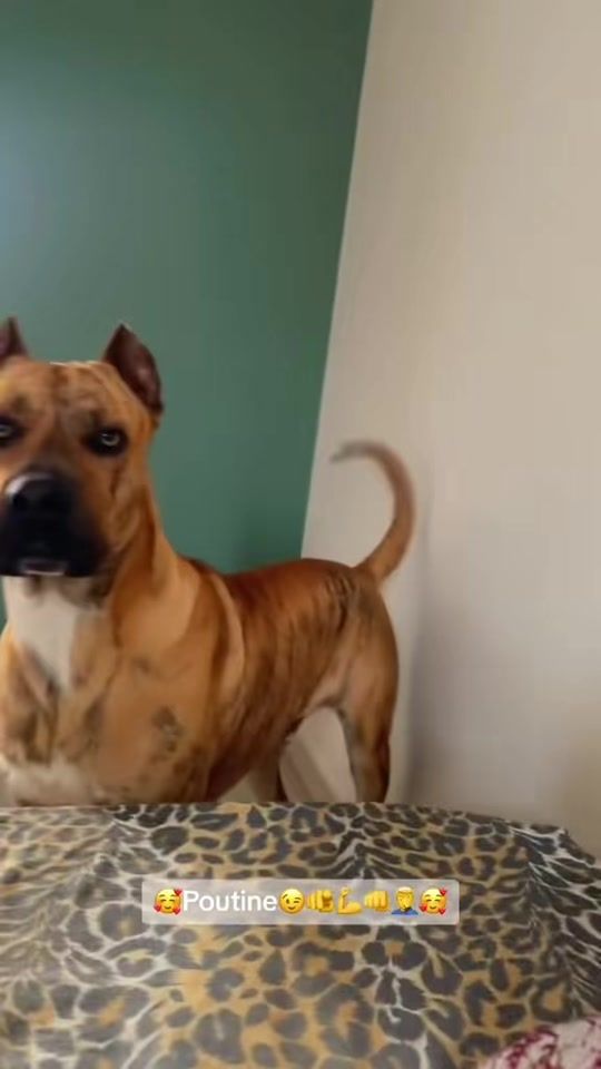 TikTok video thumbnail by brahimtabani1