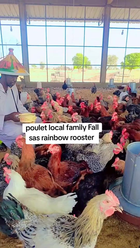 TikTok video thumbnail by pouletlocalfamilyfall.sa
