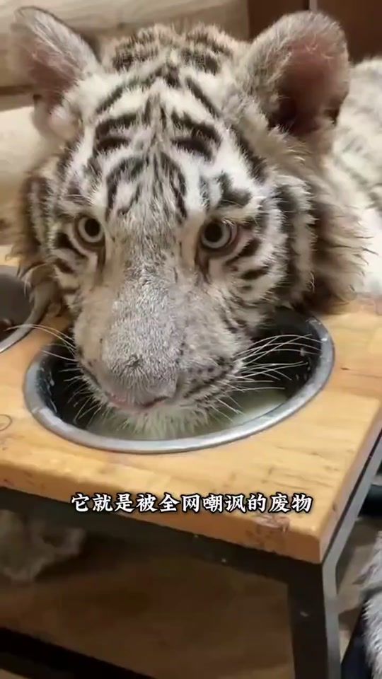 TikTok video thumbnail by user1796741211173