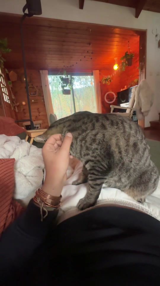 TikTok video thumbnail by ohadshragai