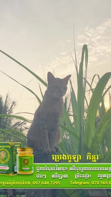 TikTok video thumbnail by .tv336