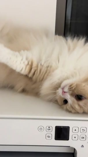 TikTok video thumbnail by mai__sensei