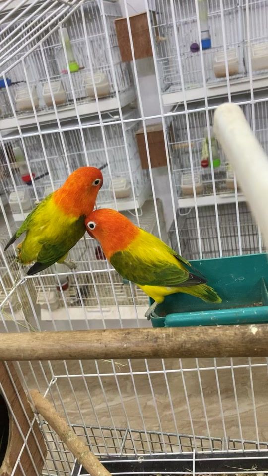TikTok video thumbnail by birdandfish0