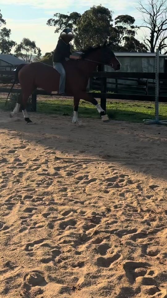 TikTok video thumbnail by thecrazy.geldings