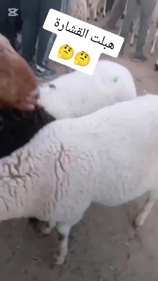 TikTok video thumbnail by ali.ben.brahim19