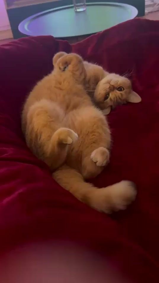 TikTok video thumbnail by bruna_balliu1