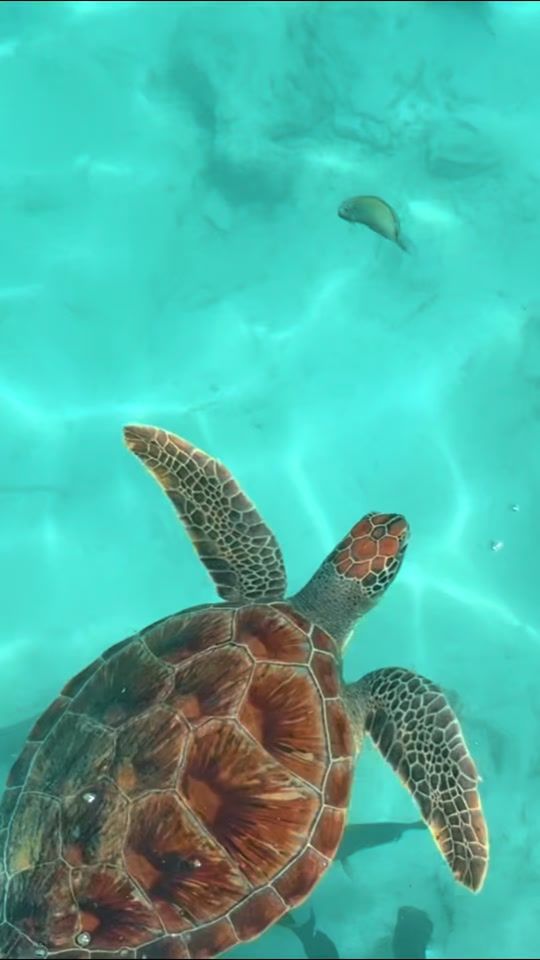 TikTok video thumbnail by aadhi_laaa