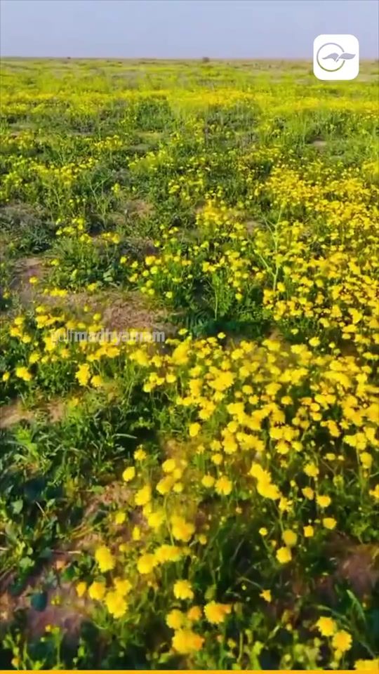 TikTok video thumbnail by nelsu81