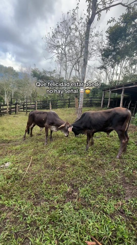 TikTok video thumbnail by gcisll