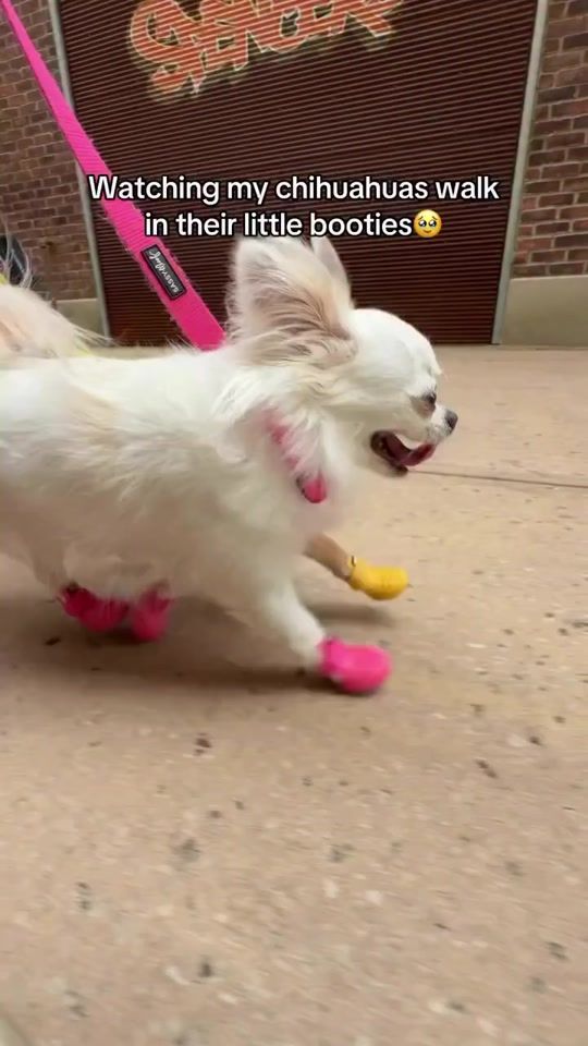 TikTok video thumbnail by wagwear