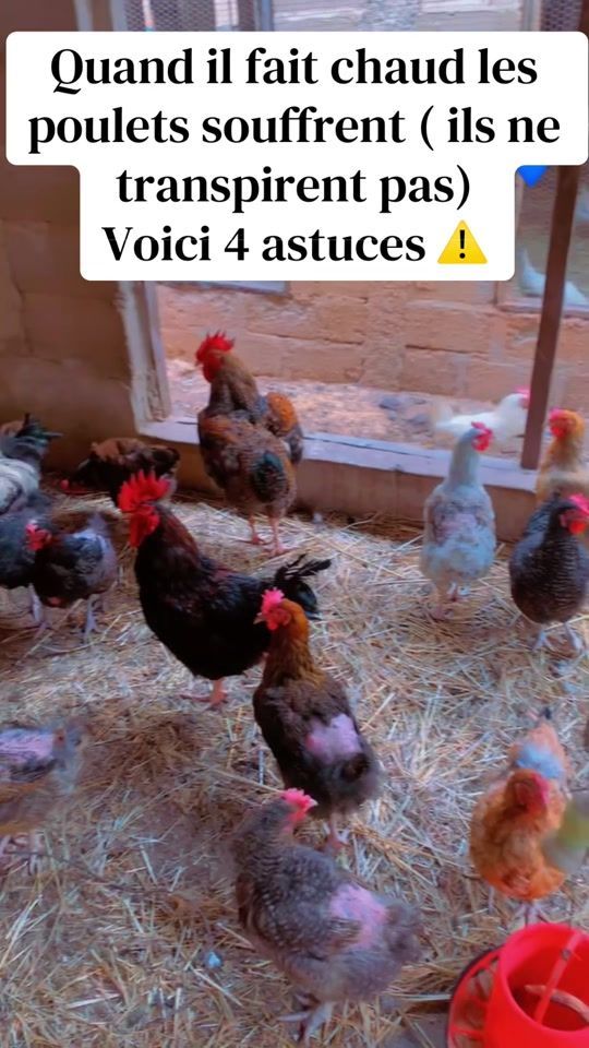 TikTok video thumbnail by lenomad97
