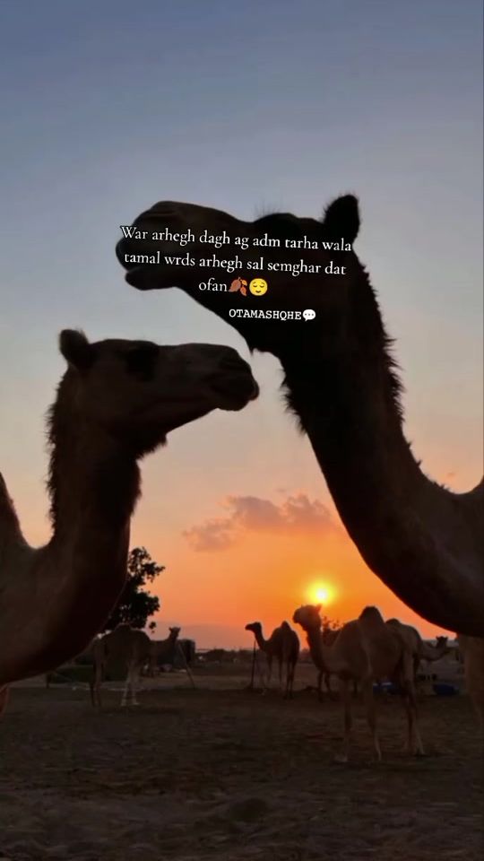 TikTok video thumbnail by otamashqhe