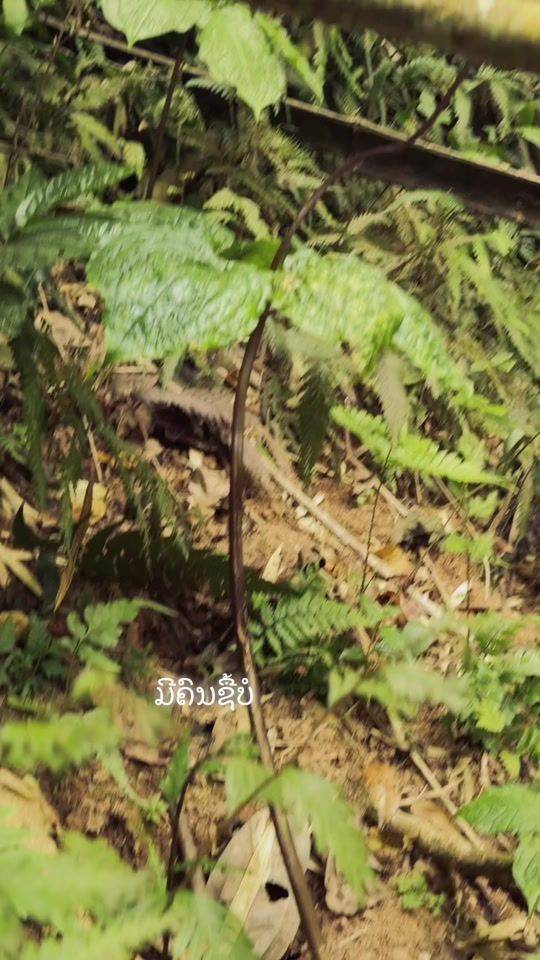 TikTok video thumbnail by lee.xiong9