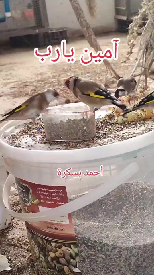 TikTok video thumbnail by ahmedbba970