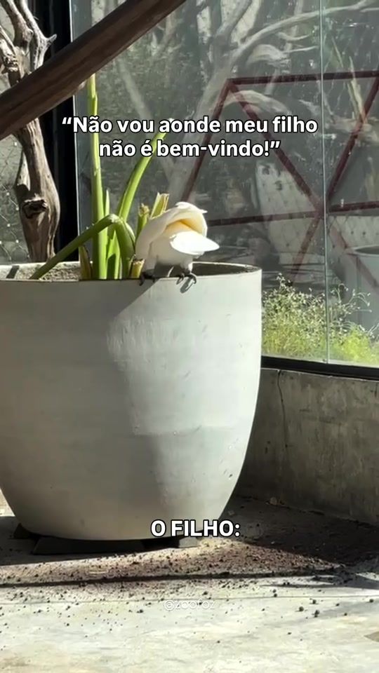 TikTok video thumbnail by zoofozoficial