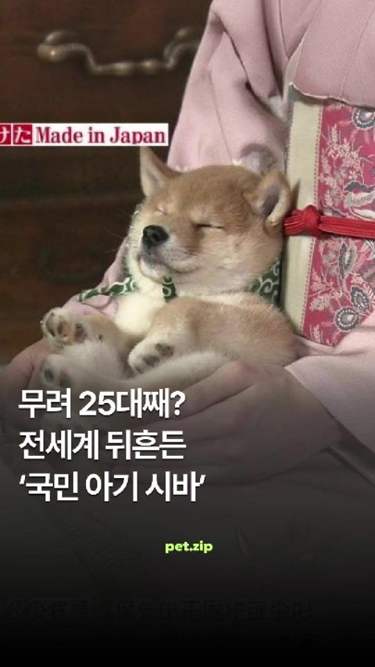 TikTok video thumbnail by pet.zip