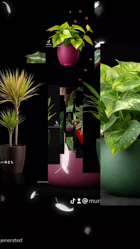 TikTok video thumbnail by murmures.des.plantes