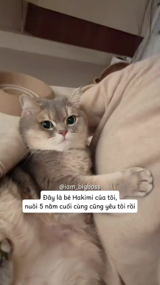 TikTok video thumbnail by iam_bigboss.ss