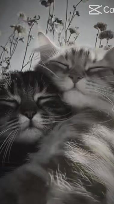TikTok video thumbnail by 06_d.k