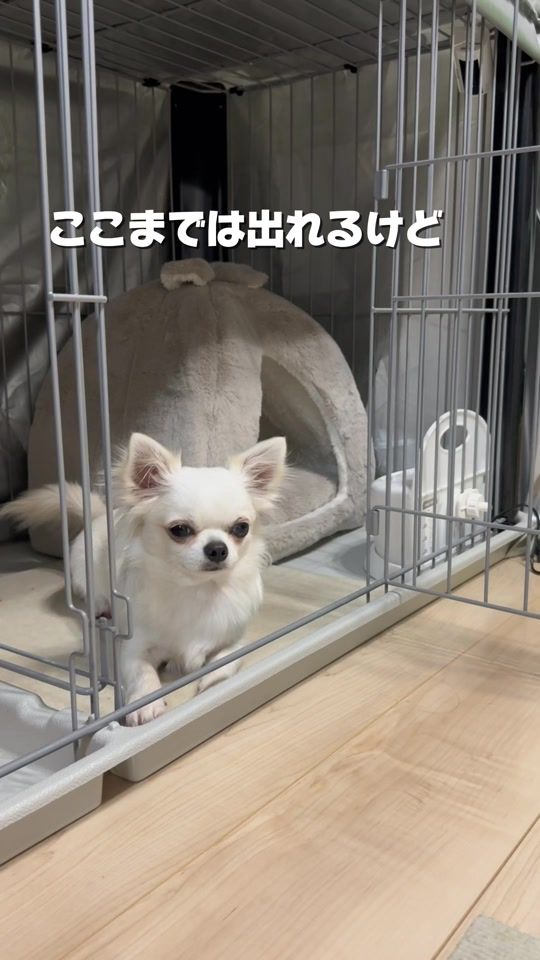 TikTok video thumbnail by umi_tabe