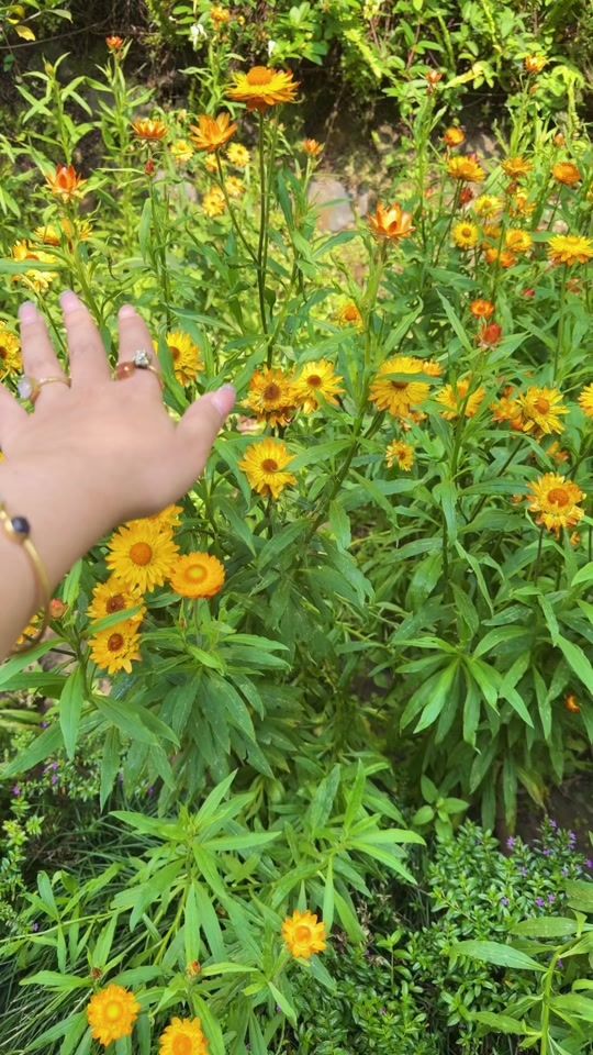 TikTok video thumbnail by anupa078