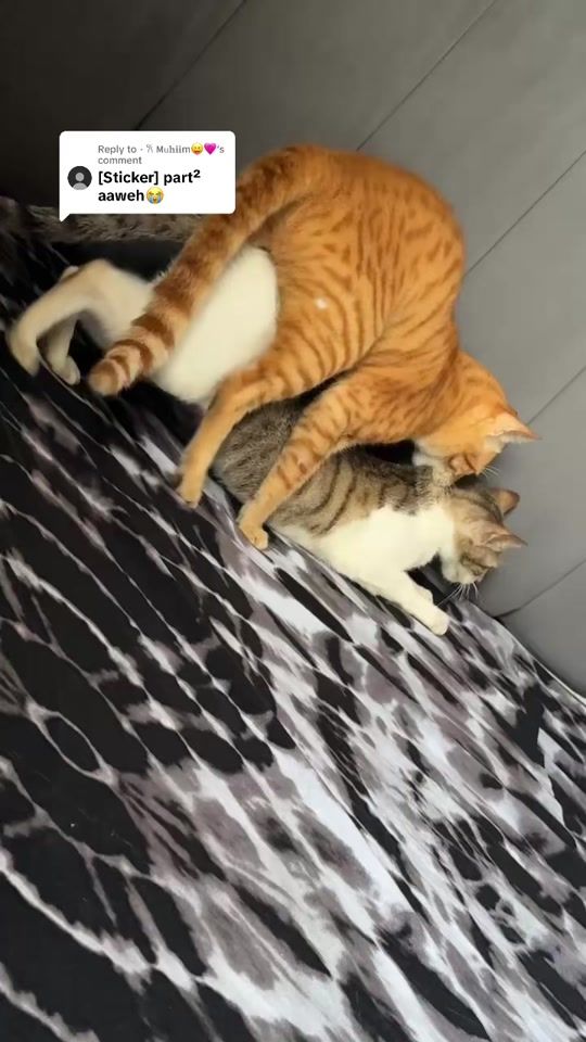 TikTok video thumbnail by ladan2630
