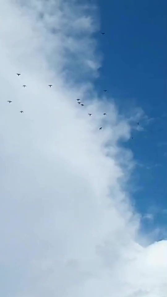 TikTok video thumbnail by tiplerat_e_viktorit