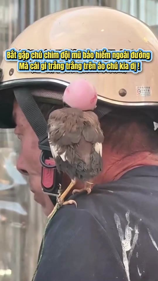 TikTok video thumbnail by zitcon12_