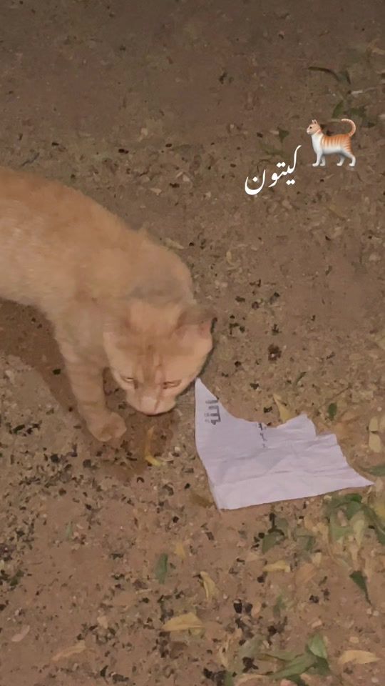 TikTok video thumbnail by ff4xj_0