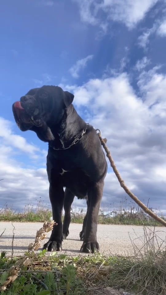 TikTok video thumbnail by kingneroo4