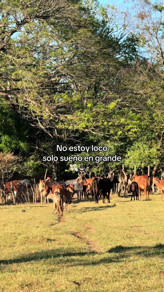 TikTok video thumbnail by katherine.134.5