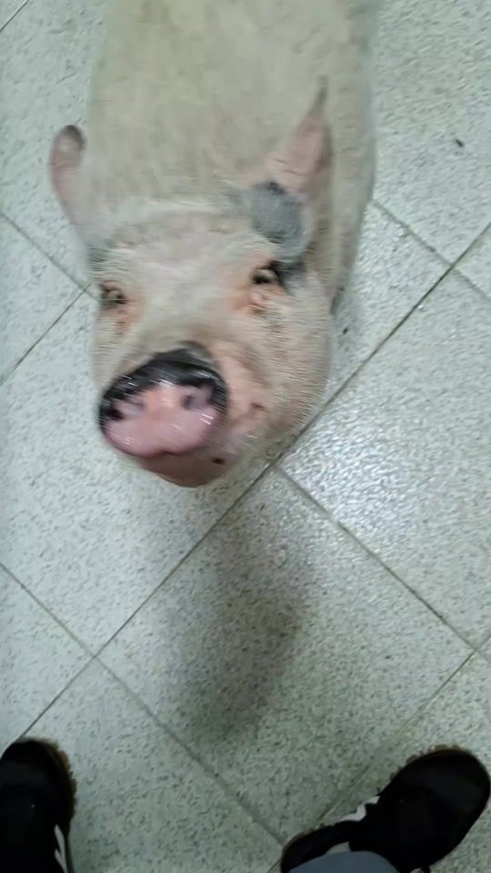 TikTok video thumbnail by ibipig